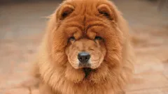 7 najlepších plemien: ktoré plemená psov sa považujú za najdlhšie žijúce?