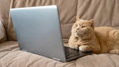 Čo vidia mačky a psy, keď pozerajú televíziu: zaujímavé fakty o zraku vášho domáceho miláčika