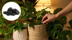 Oživte akúkoľvek kvetinu: cenovo dostupné hnojivo pre rastliny na báze aktívneho uhlia.