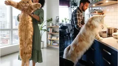 Domáci obri: názvy najväčších mačacích plemien, ktoré môžete chovať doma