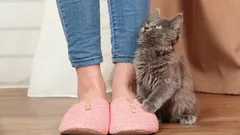 Najčastejšie dôvody, prečo mačka neustále nasleduje svojho majiteľa