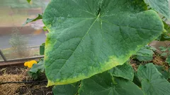 Poznámka pre všetkých záhradkárov: čo treba okamžite urobiť, ak zistíte, že listy uhoriek žltnú po okrajoch