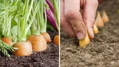 Čo sadiť vedľa mrkvy, aby ste odradili škodcov a zlepšili úrodu?