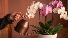 Najčastejšia chyba v starostlivosti o izbové rastliny, ktorú robí takmer každý